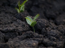 neptunia-sprout-05142009-170816