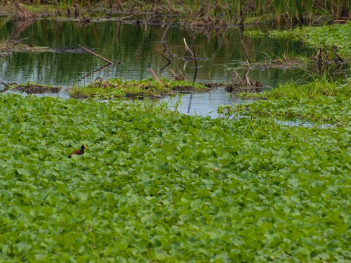 northern-jacana-jacana-spinosa-05.02.2009-09.54.37.jpg