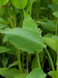 Figure 1 - A common emergent macrophyte in CSW