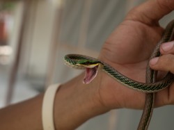 parrotsnake-leptophis-mexicanus-05072009-135153