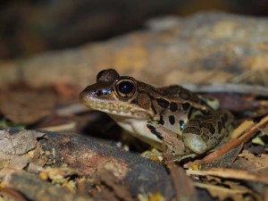 ranidae-lithobates-forreri-04302009-222949