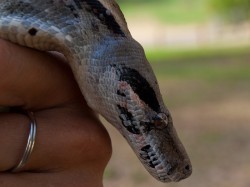 red-tailed-boa-boa-constrictor-05112009-084626 red-tailed-boa-boa-constrictor-05112009-084626