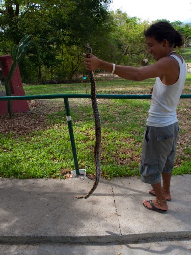 red-tailed-boa-boa-constrictor-05112009-084800