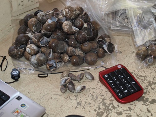 snail-kite-pile-of-shells-05012009-101327