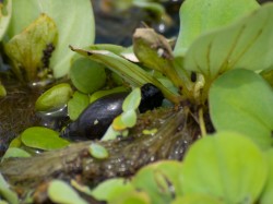 Thin-shelled aquatic snail