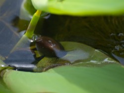 Figure 4 - Thin-shelled aquatic snail