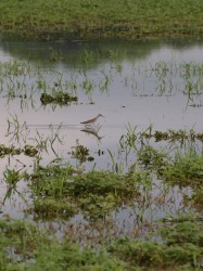 solitary-sandpiper-tringa-solitaria-05292009-083223