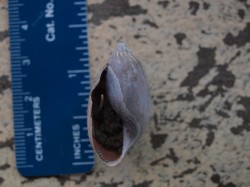 species-2-of-snail-from-snail-kite-05012009-101439