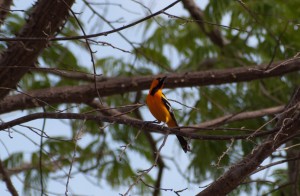 streak-backed-oriole-icterus-pustulatus-04292009-144650