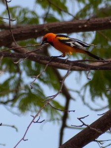 streak-backed-oriole-icterus-pustulatus-04292009-144653
