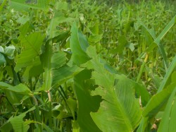 unknown-aquatic-plant-and-herbivory-05232009-0839141