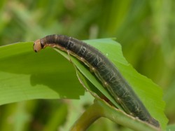 Figure 3 - An active herbivorous caterpillar on the macrophyte from Figure 1