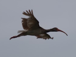 white-ibis-juvenile-eudocimus-albus-05102009-092404