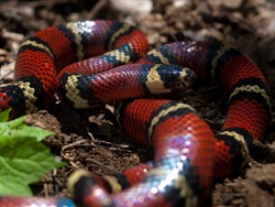 Milksnake - Lampropeltis triangulum - 06.27.2009 - 11.20.05