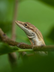 Norops sericeus - 06.14.2009 - 13.22.38
