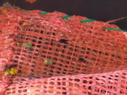 decomposition-bags-test-05302009-073714
