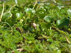 Apple snail eggs on Eichhornia crassipes in enclosure - 07.02.2009 - 09.37.52