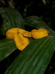 Eyelash Pit-viper - Bothriechis schlegelii - 07.14.2009 - 15.46.29