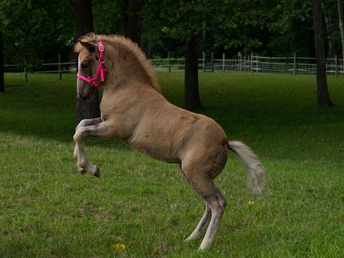 Horses - Coral - 07.25.2009 - 14.52.09