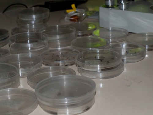 Macroinvertebrate sorting - 07.04.2009 - 11.54.09