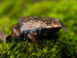 Mexican sheep frog - Hypopachus variolosus - 07.06.2009 - 12.45.58