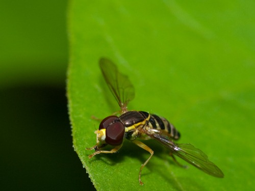 Unknown Fly - 07.25.2009 - 08.08.50