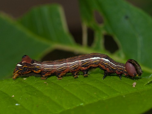 Catepillar with false head - 07.06.2009 - 12.49.08