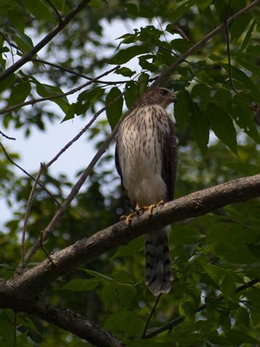 Cooper's Hawk - 07.25.2009 - 10.07.50