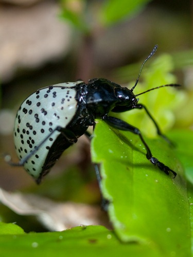 Erotylidae 4-7-2009 1-09-56 PM