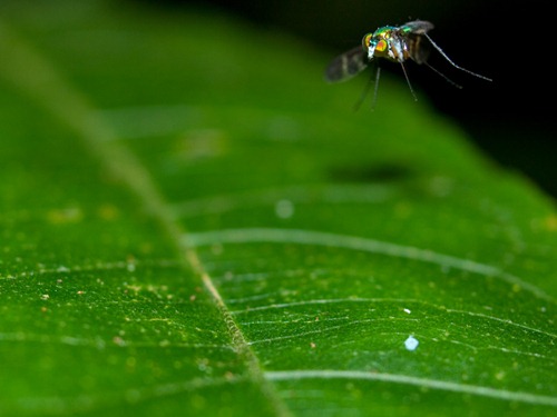 Flies 4-6-2009 3-18-57