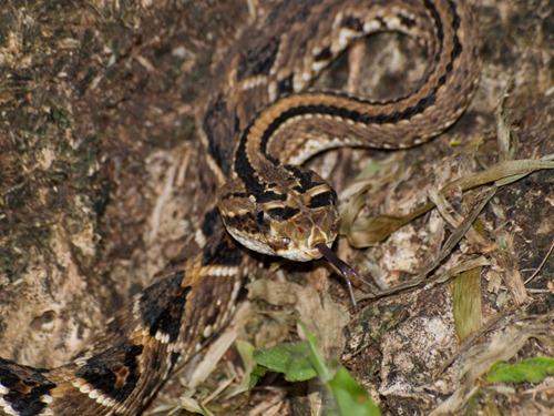 Neotropical Rattlesnake - Viperidae - Crotalus simus - 06.28.2009 - 11.45.50