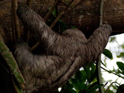 Three-toed sloth - 04.20.2009 - 16.02.20