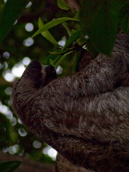 Three-toed sloth - 04.20.2009 - 16.11.11
