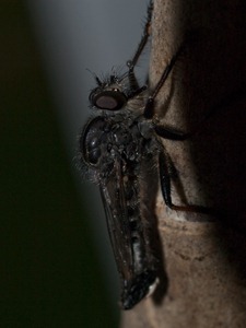 Unknownfly08.02.200906.16.18