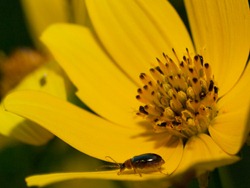Bidens flowers - 09.04.2009 - 15.17.59