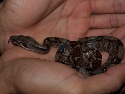 Juvenile Red-tailed Boa - Boa constrictor - 07.13.2009 - 06.55.57