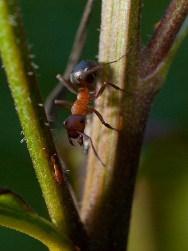 Unknown Ant - 09.04.2009 - 15.46.17