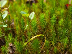 Unknown Moss - 09.13.2009 - 09.20.08