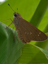 Moth on Thalia - 10.17.2009 - 10.37.37