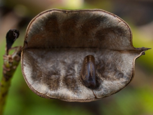 Neptunia prostrate seed - 10.17.2009 - 10.40.21