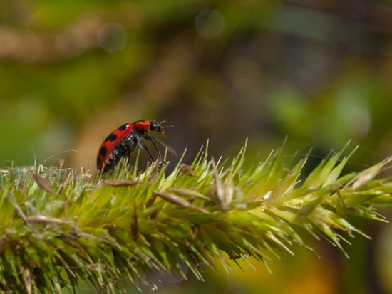 Beetle and Poaceae - 10.15.2009 - 11.43.37