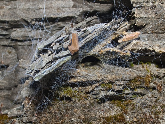 Funnel-web spider - 11.29.2009 - 10.52.00