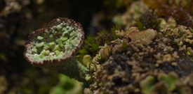 Lichen - 11.29.2009 - 10.57.17