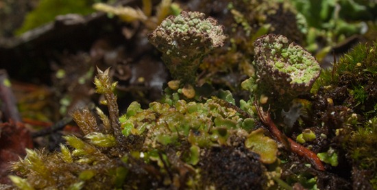 Lichen - 11.29.2009 - 10.57.45