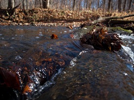 Log Riffle - 11.11.2009 - 10.48.20