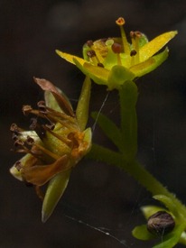 Unknown Plant - 11.29.2009 - 10.48.21