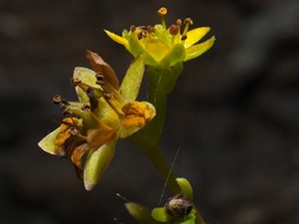 Unknown Plant - 11.29.2009 - 10.49.29