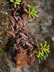 Unknown Plant - 11.29.2009 - 10.51.34
