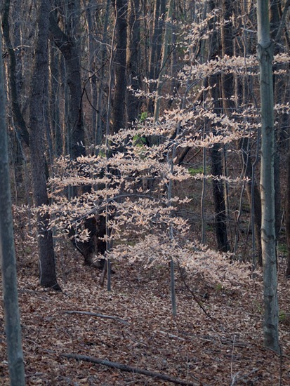 UNNAMED - _B221367
