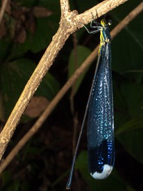 Pseudostigmatidae